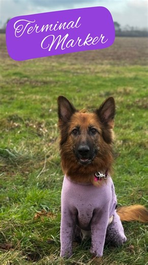 Megan Burke on Instagram: "Distractions everywhere but one clear terminal marker = instant understanding 👀 This is why it matters 👏🏼 #dog #dogwalkingliverpool #dogwalkingbusinessliverpool #smallbusiness #smallbusiness"