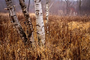 Usethe-Structure-of-an-Image-to-Guide-Gen-AI-Output