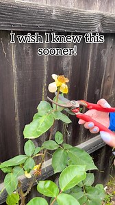 1.9M views · 6.5K reactions | Best Home and Life Tips of the Year!  Plant tricks, DIY hacks, clever cleaning ideas and smart tips for the whole household! #hometips #CleaningHacks #plants #household #diyprojects | Jeff & Lauren | Facebook