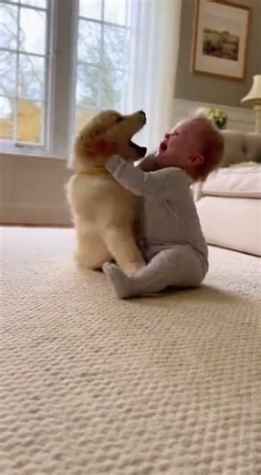 Adorable Baby & Golden Retriever Puppy Non-Stop Rolling Fun 🐶👶 Pure Cute Friendship Moments