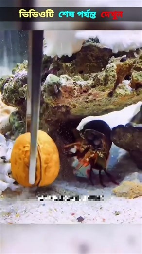 This shrimp breaks glass! 🦐