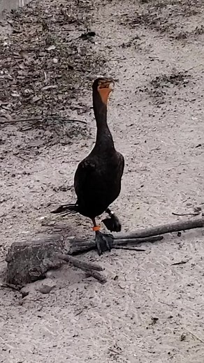 The Most Majestic Bird Call You'll Ever Hear