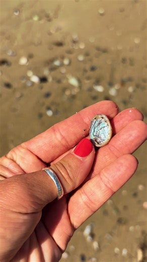 A precious find! Always makes me soooo happy ! 🐚😍✨#abalone #shells #shelling #shell #beach
