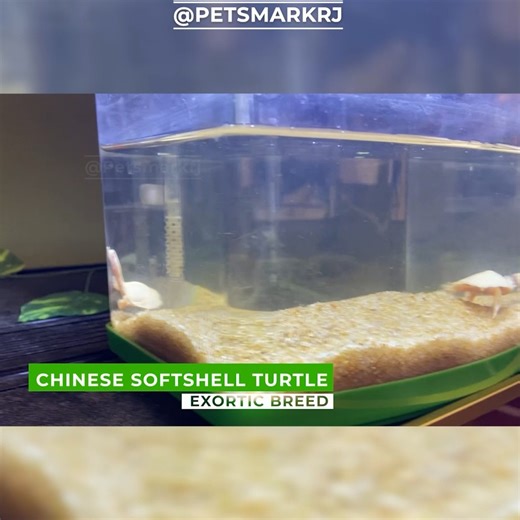 Petsmark Rj on Instagram: "🐢✨ Meet the unique Chinese Soft Shell Turtle – one of the most fascinating exotic pets you can care for! Known for their flat, leathery shell and active nature, these turtles require proper water quality, basking space, and a balanced diet to thrive. In this collab with @zoophilist_network and Hema, we’ll show you how these turtles are kept, their care tips, and why they are a favorite among exotic pet lovers. 🌊 📩 DM for promotions & purchase: 9962310631 Collab with