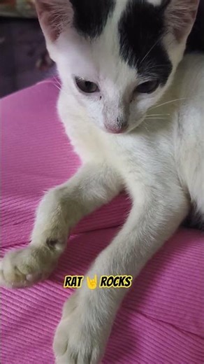 he 😅can only make 🤣fun like this😺🎶😿#shorts#FunnyCatMoments 🐱