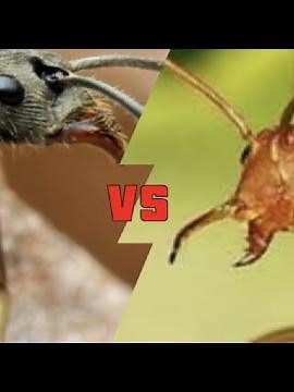 Dinosaur ants vs weaver ants Who will win?
