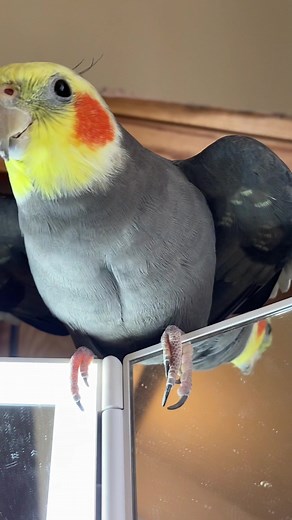 Cockatiel Shaking Head - Funny Bird Video