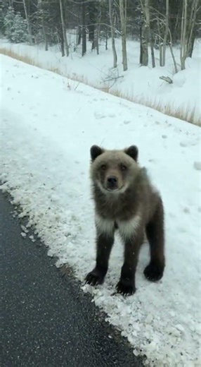 Man Saves Lost Bear Cub from Wolf Attack! 🐻💪 #animalrescue
