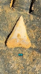 10K views · 155 reactions | Fossil Great White Shark Tooth almost looks modern with those white/cream colors made from the minerals surrounding the tooth as it fossilized here for a long time. Found at Palmetto Fossil Excursions and you can join us here for more digging for shark teeth this October 16-19! | SHRKco | Facebook