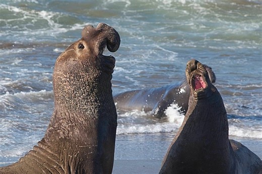 Researchers played elephant seals the calls of their nemeses. This is what happened next | Discover Wildlife