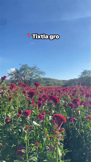 Se viene la temporada mas hermosa de las flores de terciopelo pedidos al 754 108 6963 en tixtla gro #Guerrero #halloweenweekend Solo Tixtla #hallloween | Leo Morales•