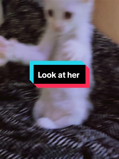 Look at Kulot 😂 #fyp #cat