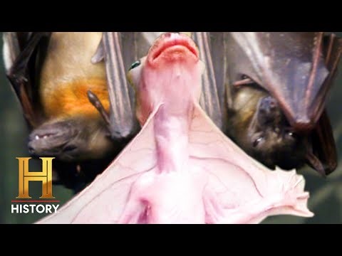 4 Strange Humanoid Bats "It's Acting Erratically" (S1) | The Proof Is Out There | History
