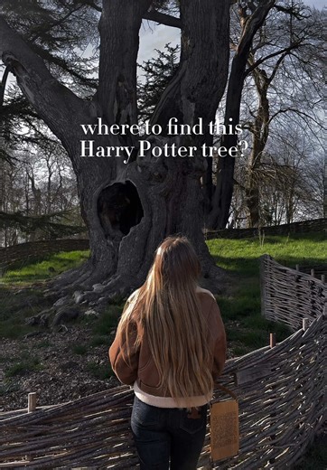 ✨The Famous Harry Potter Tree✨ One of the most memorable filming locations from the Harry Potter movies – often called the “Harry Potter Tree” or “Snape Tree” 🌳✨ 📍Found by the lake beneath the historic Blenheim Palace, this tree was featured in Harry Potter and the Order of the Phoenix, during Snape’s childhood memories where he was bullied by Harry’s father and friends. ⚡️Don’t mix it up with the Whomping Willow! This tree is completely different but just as iconic. 🌿The scenery around it is