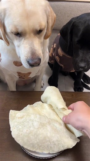 Smart Dog Moments: When Your Pet Outsmarts You