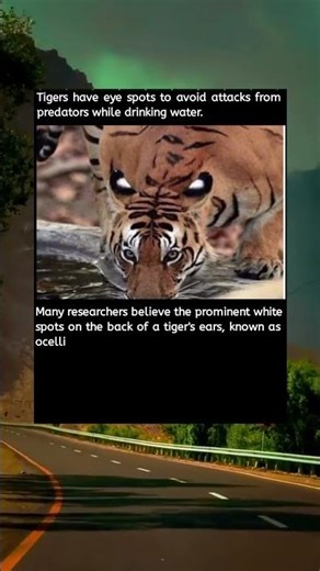 Why Tigers Have Eye Spots at Water Holes