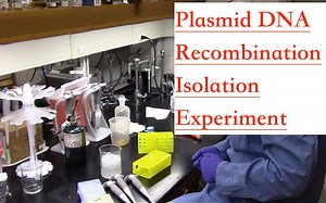 质粒DNA重组分离实验操作 Plasmid DNA Recombination Isolation Experiment
