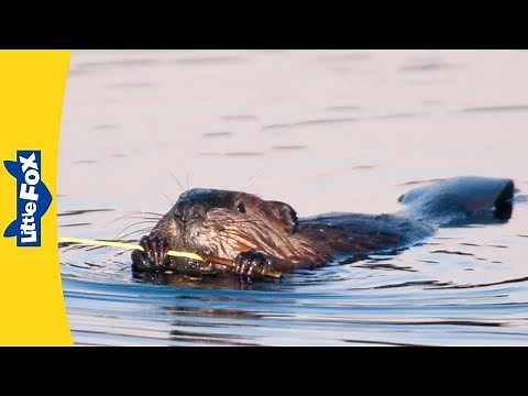 Meet the Animals | Beaver | Rodents | Wildlife Animals | Kindergarten