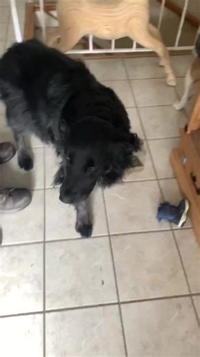 Ft. Jaq and Gus #dogs