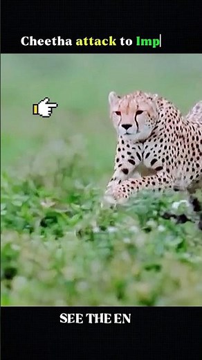 Cheetha v/s Impala cheetha top speed 120km/h Unbelievable #animals #wildlife #shorts #cheetah #deer
