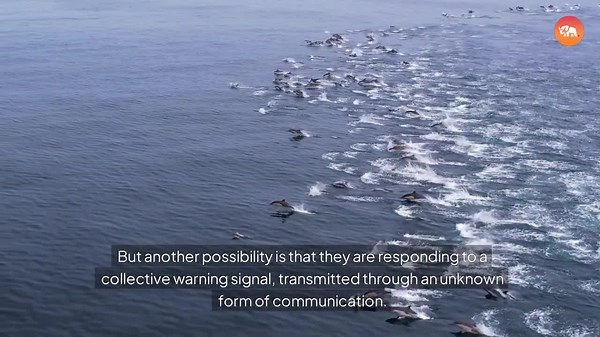 Are Scientists Close to Cracking the Mystery of Animal Telepathy?