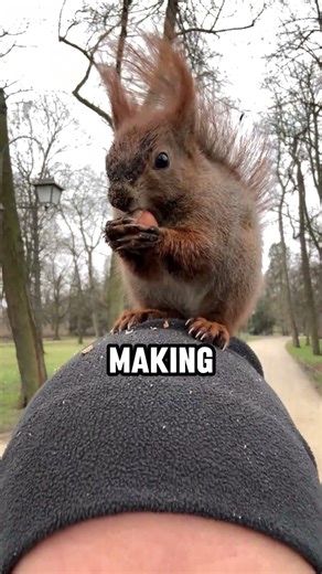 The Lord Of Squirrel's #viralvideo #viralshorts #squirrels #squirrelsoftiktok