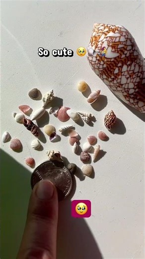 Tiny little seashells 🧜‍♀️🐚