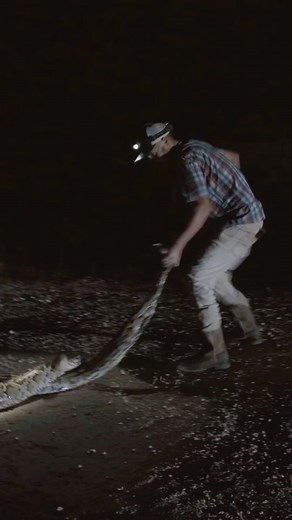 Just another day for the @pythoncowboy saving the Everglades one monster at a time #pythons #python #everglades #snakes #ItsGreatOutdoors