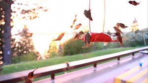 He Was Filming 2 Hummingbirds On His Camera, But I NEVER Expected THIS To Happen! STUNNING!