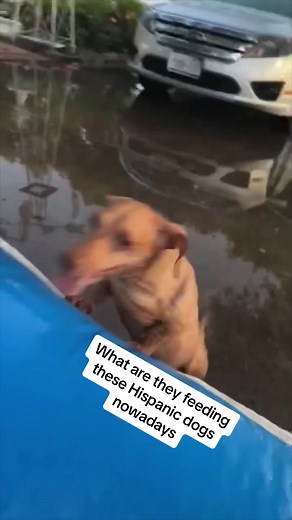 Latino Pets! on TikTok