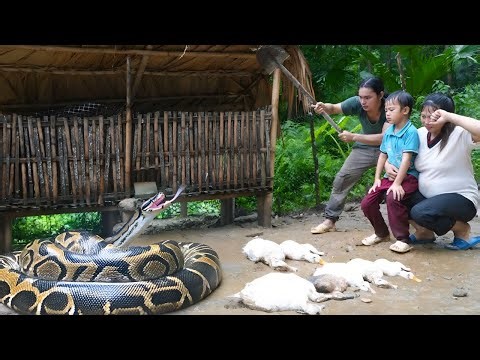 Chasing away a python attacking a flock of ducks - Harvesting cucumbers to sell at the market