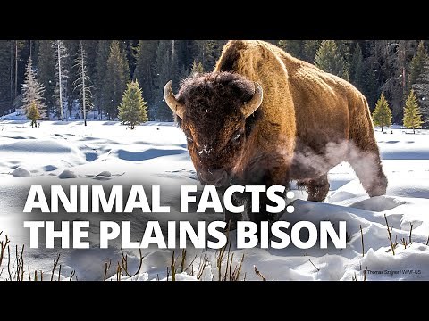 How fast can plains bison run? And 4 other bison facts