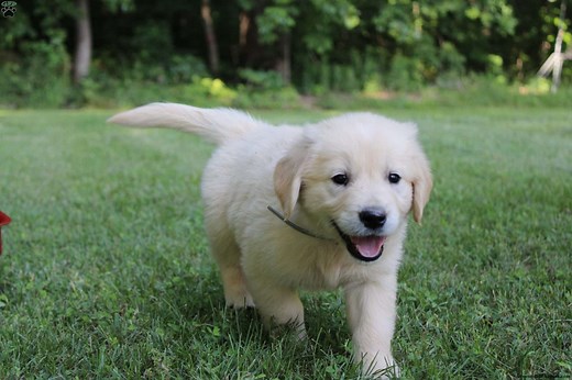 English Cream Golden Retriever Puppies For Sale - GFP