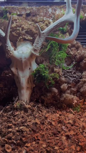 DIY enclosure background for one of my snakes! (PVC enclosure from Dragonhaus) #reptiles #reptileenclosure #diy #skulls #fyp #foryou