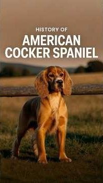 History Of The American Cocker Spaniel #dogshorts #dog