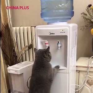 64K views · 2.8K reactions | This white cat is a pro at drinking from the water dispenser. On the other hand, the grey one has a long way to go! | China Plus America | Facebook
