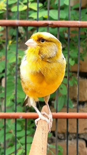cute animal #birds #animals #canary