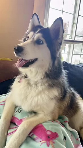 Pip: An Enchanting Animated Film About Guide Dogs