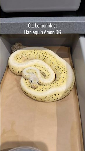 Ball Python（ボールパイソン）🐍 0.1 Lemonblast Harlequin Amon DG 🍯 freshly shed ✨