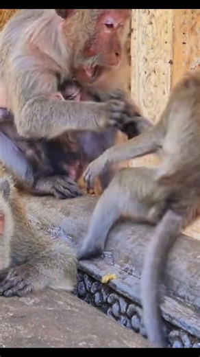 Monkey species: The mother monkey got angry when she was disturbed while breastfeeding.