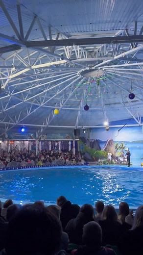 Dolphin Show: Trainer and Marine Mammal Performance