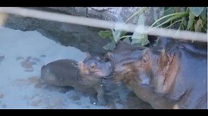 Long wait to see Baby hippo at San Diego Zoo