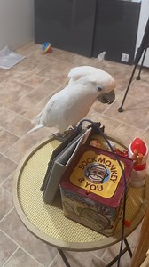 2.1K views · 76 reactions | Buster movie review... How the Grinch stole Christmas #cockatoos #movie #grinch | Busterrthecockatoo | Facebook