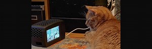 Making a Cat TV with Raspberry Pi #RaspberryPi @Raspberry_Pi @bekathwia