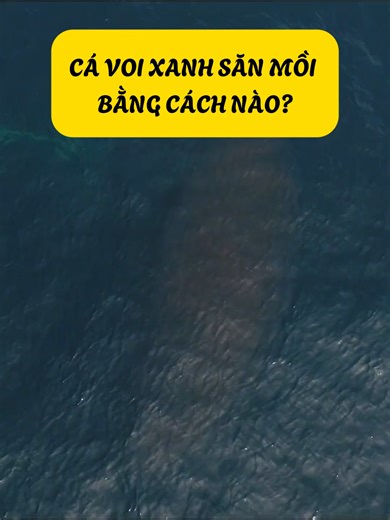 Cá Voi Xanh Săn Mồi Như Thế Nào?
