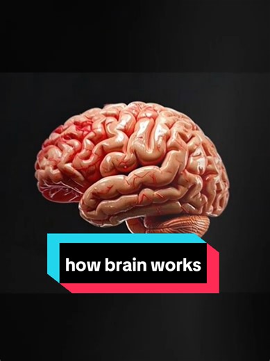 Understanding How the Human Brain Works