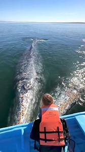 28M views · 176K reactions | Amazing Whale in the Sea  So Beautiful .#AmaZing #amazingvideo #fish #beautiful #whale #whaleshark #ocean #sea #boat #whalewatching | The World | Facebook