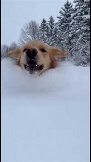 16K views · 111 reactions | Golden Retriever's Winter Wonderland See the joy of a Golden Retriever bounding through snow! #fblifestyle #AI Generated using Kling AI . . . (For entertainment purposes only. Consult professionals if guidance on activities is presented. No brand affiliation is implied if any are shown. If inspired by true events, creative adaptations may be included. Content may include public footage.) | Fabiosa Australia | Facebook