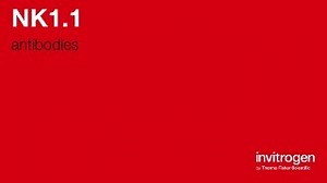 Anti-NK1.1 Antibodies | Invitrogen