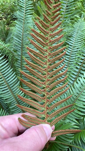 Ferns reproduce from spores that develop in “sporangia” that are clustered in these patches called sori. To be successful, a spore must develop into a small plant (a gametophyte) that is the secusl stage in its life cycle